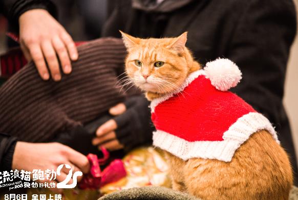 《流浪猫鲍勃2：鲍勃的礼物》定档8月6日 鲍勃猫延续最后的温暖
