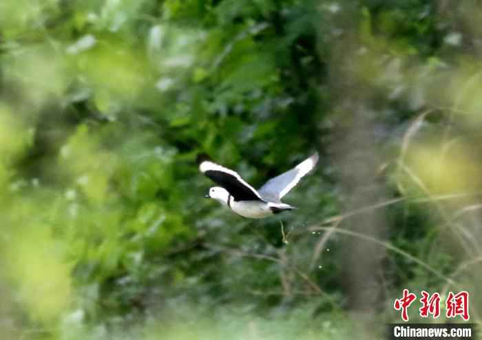  湖北五峰后河自然保护区首次发现珍稀鸟类棉凫