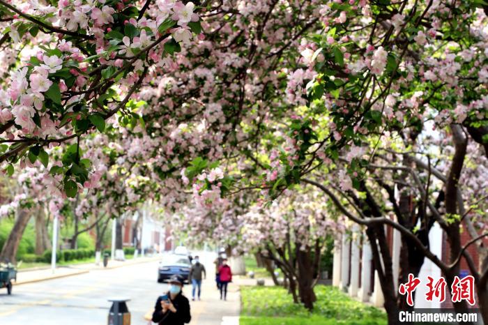  又到海棠季 天津高校师生今年“云赏花”